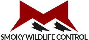 Smoky Wildlife Control