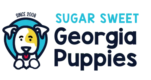 Sugar Sweet Georgia Puppies